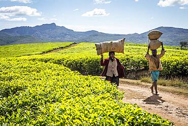 Tea harvest in Sahambavy, near Fianarantsoa city, Madagascar