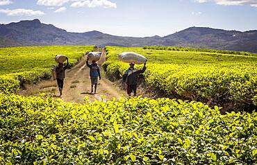 Tea harvest in Sahambavy, near Fianarantsoa city, Madagascar