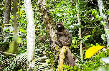 Lemur (Prolemur simus), in Ranomafana National Park. Madagascar, Africa