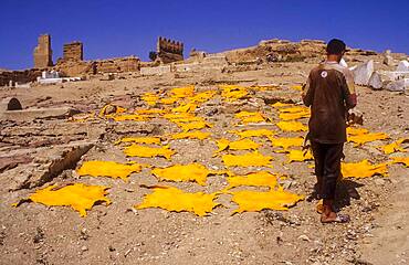 Dyed yellow goat skins drying on the hill El Kolla, Fez, Morocco.