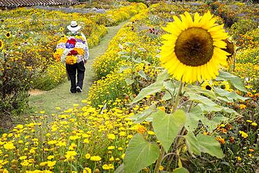 Silletero, flower farmer, Finca, silletera, farm, Vereda Barro Blanco,  Sector El Rosario, Medellín, Colombia