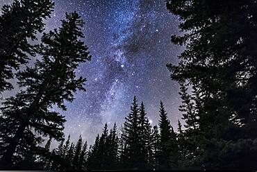 Cygnus or the Northern Cross is setting amid the pine trees at Athabasca Falls in Jasper National Park, on a late October night. Cepheus is above and the bright star Vega is low and just above the trees. Deneb is at centre, as is the dark nebula Lynds 3, the Funnel Cloud Nebula. Light cloud adds the natural star glows but also discolours the sky near the horizon.