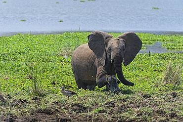 African Elephant (Loxodonta africana) playing in water in Kruger National Park, South Africa while Egyptian goose stands nearby.