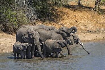 African Elephant (Loxodonta africana) in Kruger National Park, South Africa gathering for a drink and to meet old friends.