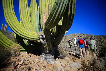 Visitors looking at large Mexican giant cardon cactus (Pachycereus pringlei) on Isla Santa Catalina, Baja California Sur, Mexico.