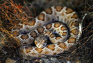 Adult Isla Catalina rattleless rattlesnake (Crotalus catalinensis) in its brown color variation, Isla Santa Catalina, Baja California Sur, Mexico, North America