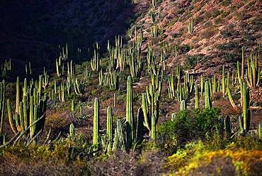 Mexican giant cardon cactus (Pachycereus pringlei) on Isla San Esteban, Baja California, Mexico.