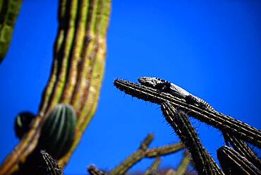 San Esteban Spiny-tailed Iguana (Ctenosaura conspicuosa), an endemic iguana found only on Isla San Esteban in the Gulf of California, Sea of Cortez, Mexico