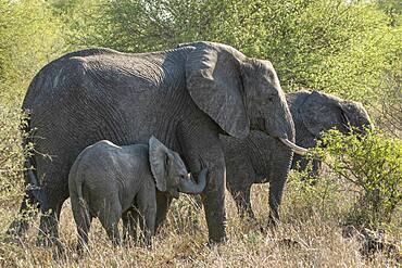 Baby African Elephant (Loxodonta africana) in Kruger National Park, South Africa leans on it's mother for comfort and safety support.