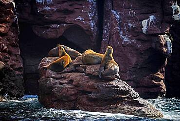 California sea lions (Zalophus californianus) in Baja California Sur, Mexico.