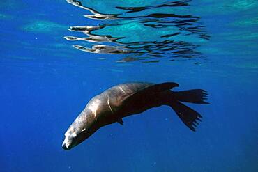 California sea lion (Zalophus californianus) swim in waters off Los Islotes, Sea of Cortez, Baja California Sur, Mexico