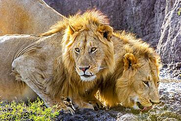 Two male African Lions (Panthera leo) in the Masai Mara, Kenya, quenching their thirst after feeding on a wildebeest.