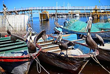 Pelicans on fishing boats, Santa Rosalia, Baja California Sur, Mexico