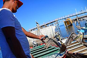 Man feeds pelicans in Santa Rosalia, Baja California Sur, Mexico