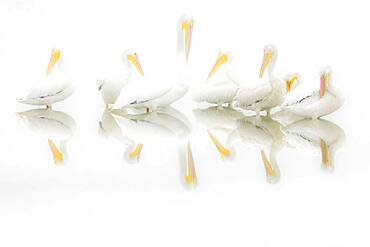 A pod of American White Pelicans (Pelecanus erythrorhynchos) reflected in a pond in heavy morning fog in the Viera Wetlands, Florida , USA.