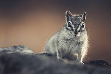 A chipmunk (Tamias minimus) crawls cautiosly towards the photographer. Yukon Territory, Canada