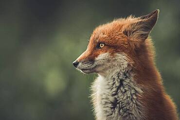 A young red fox (Vulpus vulpus) is all alert as he is watching his surroundings and listening for any sounds. Yukon Territory, Canada