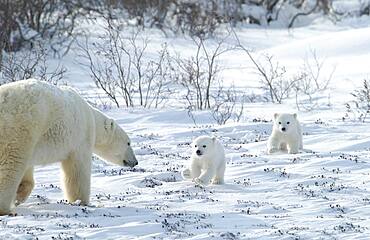 Mother Polar Bear (ursus maritimus) with cubs COY near snow den at Wapusk National Park, Hudson Bay, Churchill area, Manitoba, Northern Canada