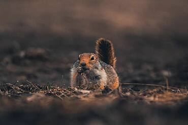 An arctic ground squirrel Urocitellus parryii) eats gras but looks like it'd be smoking a cigar. Yukon Territory, Canada