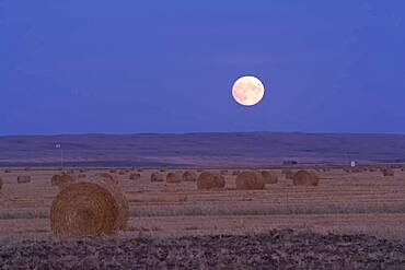 Harvest Moon, Sept. 27, 2004, taken from near home. With Canon Digital Rebel 300D, with 20mm lens at f/13 and 1/2 sec exposure at ISO100. Minimal processing to increase contrast but Moon image is not a fake -- the balance between sky and Moon was perfect for recording Moon detail and ground without over or underexposing either.