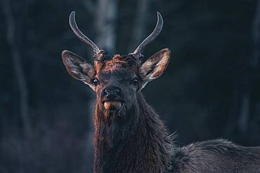 A young elk bull (Cervus canadensis) looks straight into the camera. Yukon Territory, Canada