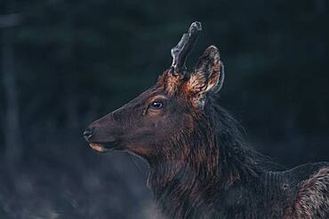 A young elk bull (Cervus canadensis) walks into the morning light. Yukon Territory, Canada