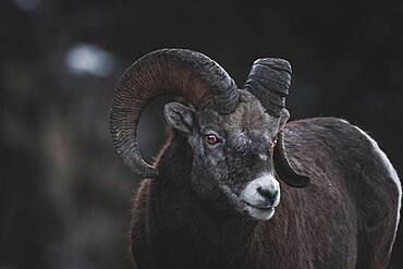 Bighorn Ram (Ovis canadensis) in Yukon Territory, Canada