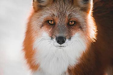 Close up portrait of a red fox, Yukon Territory, Canada