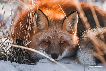 A sleepy red fox in Yukon Territory, Canada