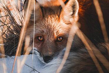 A red fox is laying in the snow and looks straight at the camera (Vulpus Vulpus), Yukon Territory