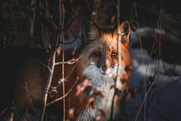 A red fox stares right at the camera while a ray of light illuminates one of his amber colored eyes, Yukon Territory