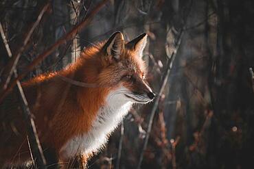 A red fox stands at the edge of the forest in the evening sun, Yukon Territory