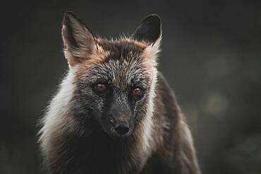 A black coloured red fox, Yukon Territory, Canada