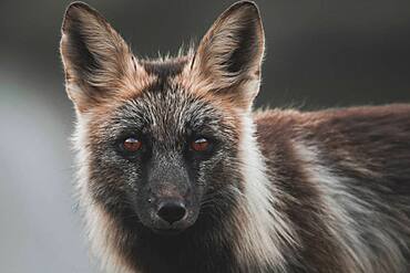 A black coloured red fox, Yukon Territory, Canada