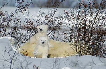 Mother Polar Bear (ursus maritimus) with cubs COY near snow den at Wapusk National Park, Hudson Bay, Churchill area, Manitoba, Northern Canada