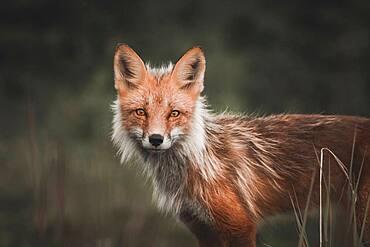 Portrait of Red Fox in Yukon Territory, Canada