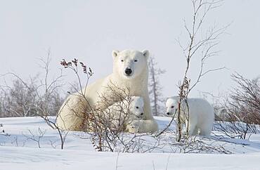 Mother Polar Bear (ursus maritimus) with cubs COY near snow den at Wapusk National Park, Hudson Bay, Churchill area, Manitoba, Northern Canada