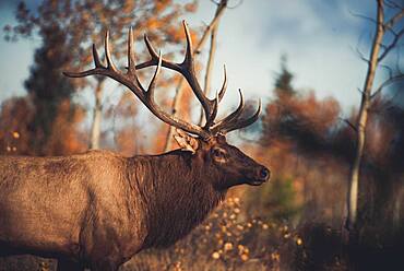 An elk bull, cervus canadensis, in the fall rutting season, Yukon Territory, Canada