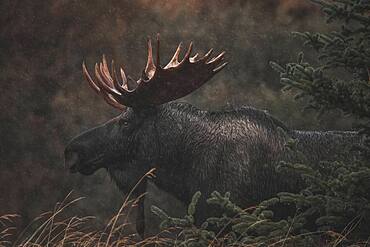 Alaskan bull moose (alces alces gigas) in Yukon Territory, Canada