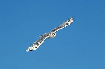 Snowy Owl (Nyctea scandiaca) adult female flying against blue sky near Oak Hammock Marsh, Winnipeg, Manitoba, Canada