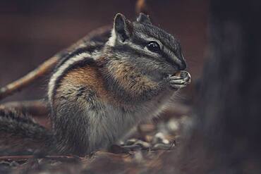 A little Chipmunk (Tamias minimus) snacks a little seed. Yukon Territory, Canada