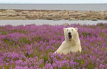 Polar Bear (ursus maritimus) with relaxed yawn in Fireweed (Epilobium angustifolium) on sub-arctic flower covered island at Hubbart Point, Hudson Bay, near Churchill, Manitoba, Northern Canada..