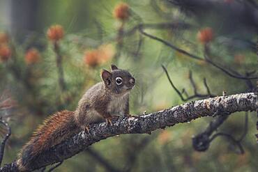 A little squirrel baby (Tamiasciurus hudsonicus) discovers the trees. Yukon Territory, Canada