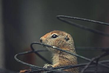 An Arctic Ground Squirrel Baby (Uroticellus parryii) looks out of a roll wire. Yukon Territory, Canada