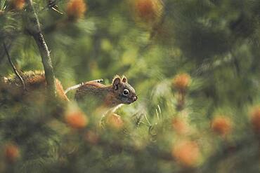 A red squirrel baby (Tamiasciurus hudsonicus) sits on a pine tree. Yukon Territory, Canada