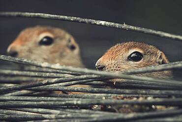 Two Arctic Ground Squirrel Babies (Uroticellus parryii) hide in a roll of wire. Yukon Territory, Canada