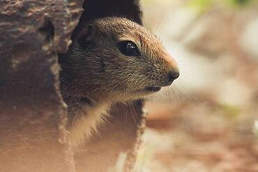 An Arctic Ground Squirrel Baby (Uroticellus parryii) looks out of a rusty pipe. Yukon Territory, Canada