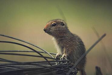 An Arctic Ground Squirrel Baby (Uroticellus parryii) climbs over a roll of wire. Yukon Territory, Canada