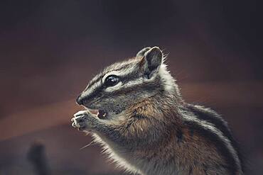 A little Chipmunk (Tamias minimus) is about to take a big bite of a little seed. Yukon Territory, Canada