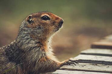 An Arctic Ground Squirrel (Uroticellus parryii) puts his paw on a wooden deck. Yukon Territory, Canada